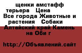 щенки амстафф терьера › Цена ­ 30 000 - Все города Животные и растения » Собаки   . Алтайский край,Камень-на-Оби г.